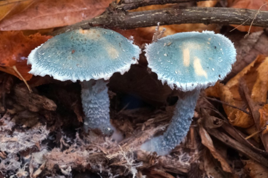 Строфария поганка