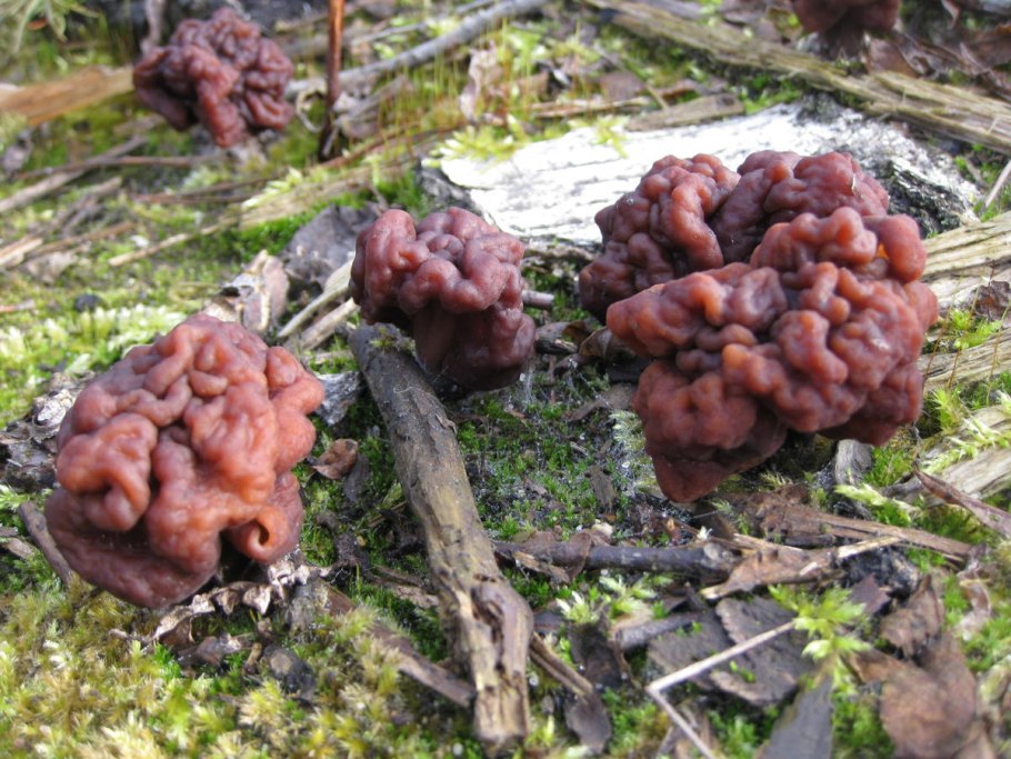 Ранние грибы