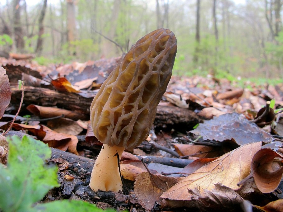 Весенние грибы