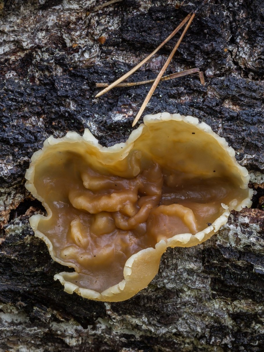 Шоколадный гриб в лесу