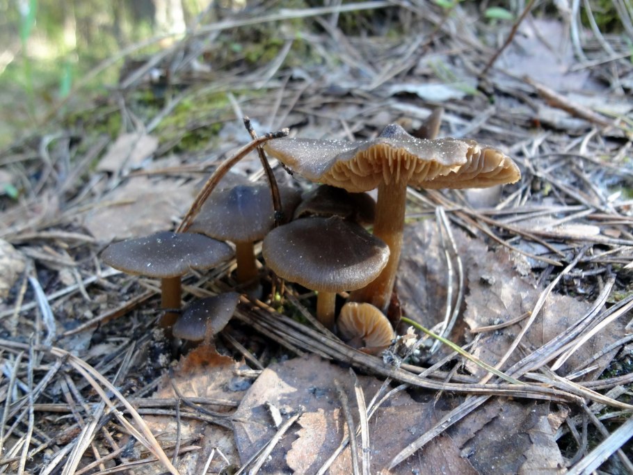 Гриб строчок и сморчок