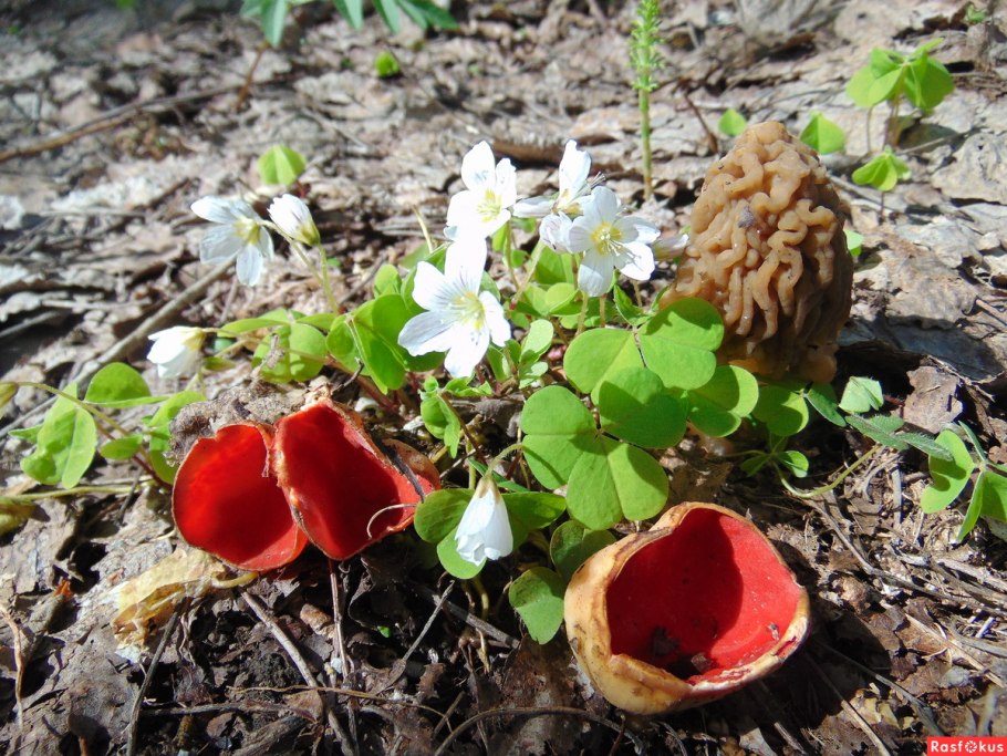 Лисички сморчки