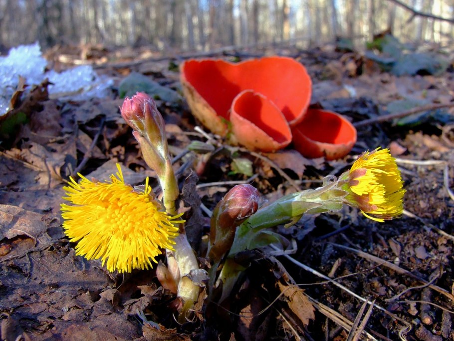 Гриб строчок и сморчок