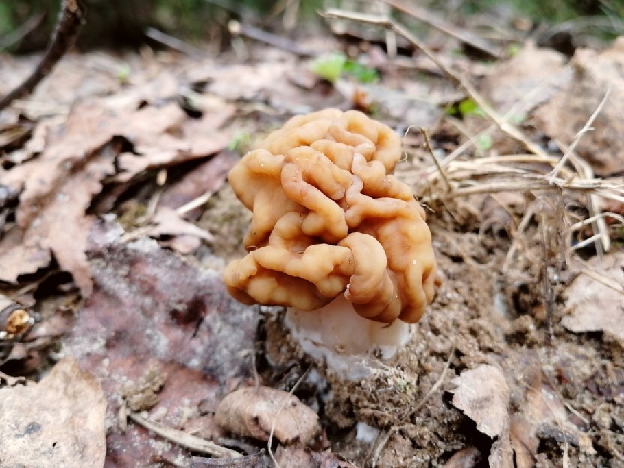 Ранние грибы Подмосковья съедобные
