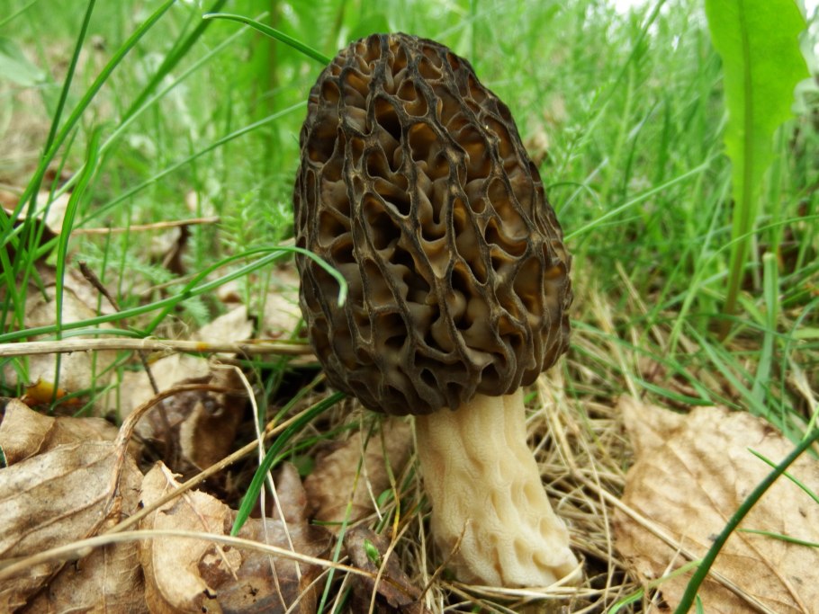 Сморчки грибы