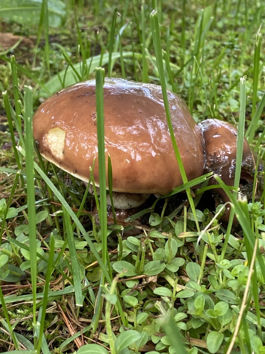 Весенние грибы сморчки