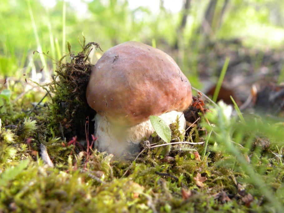 Первые грибы весной сморчки