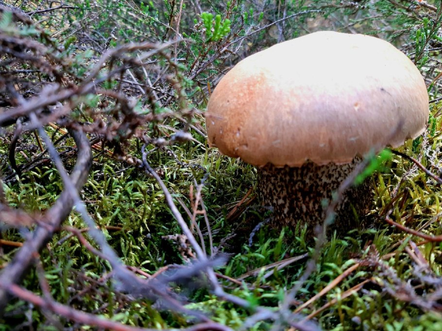 Первые грибы саркосцифа