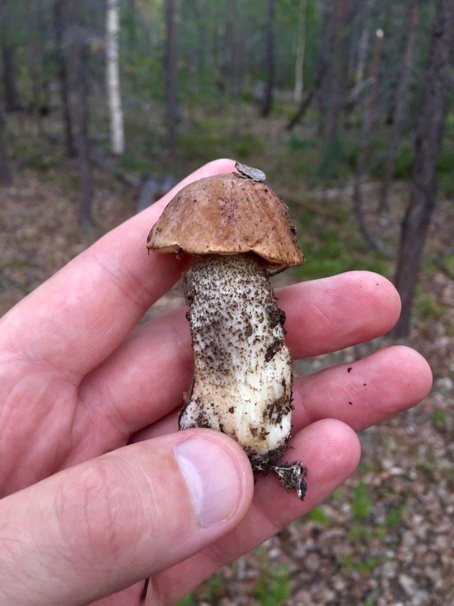 Ножка гриба в первом семейном