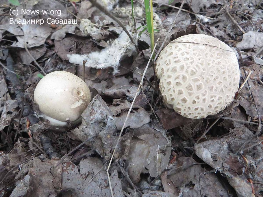 Самые первые грибы