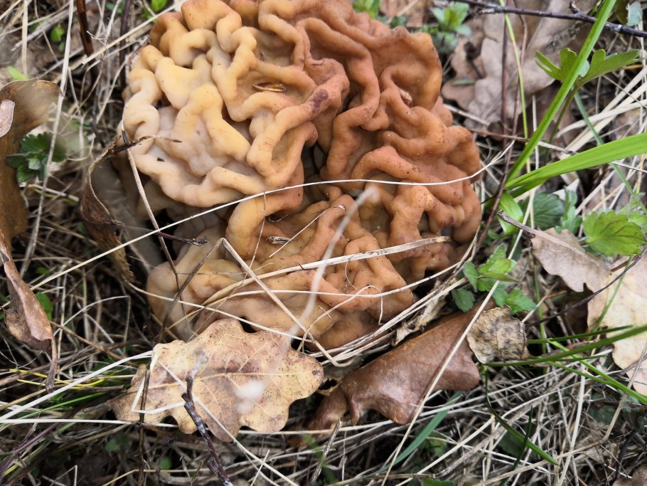 Строчок обыкновенный ядовитый