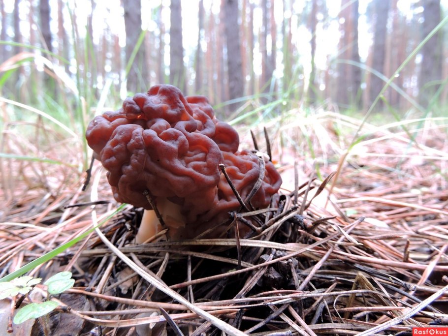 Первые весенние грибы сморчки
