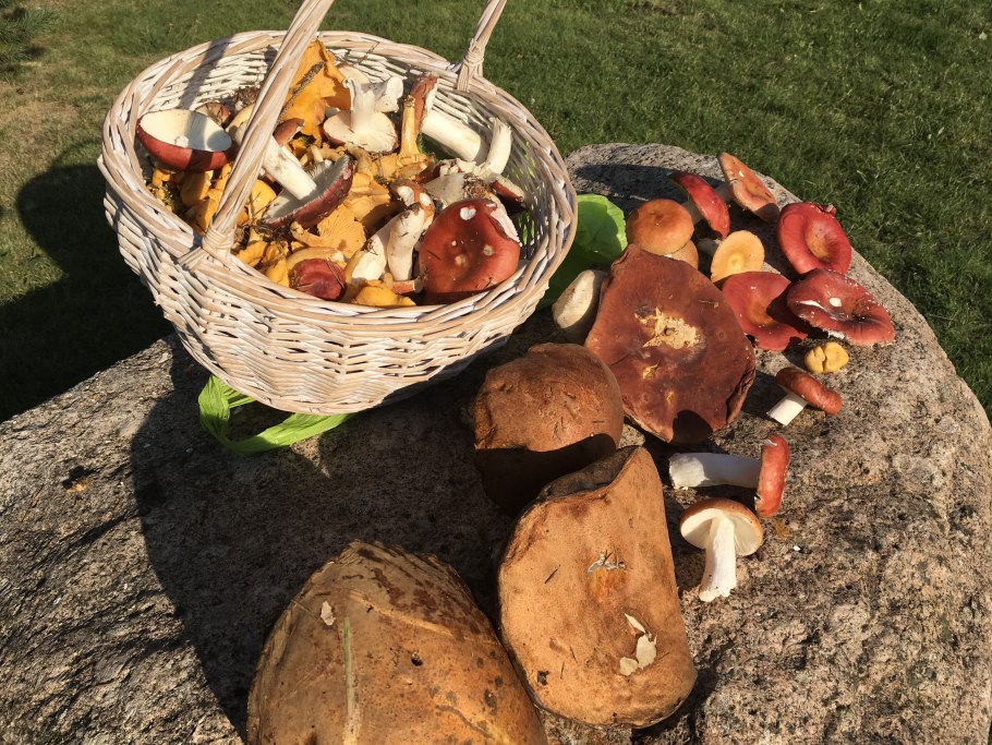 Гриб строчок обыкновенный