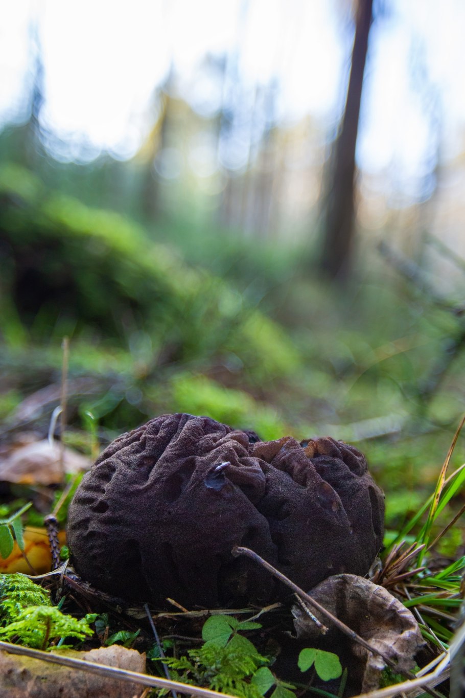 Навозники весенние грибы