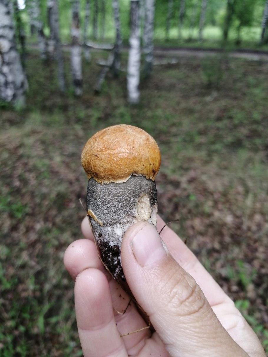 Как выглядит подосиновик