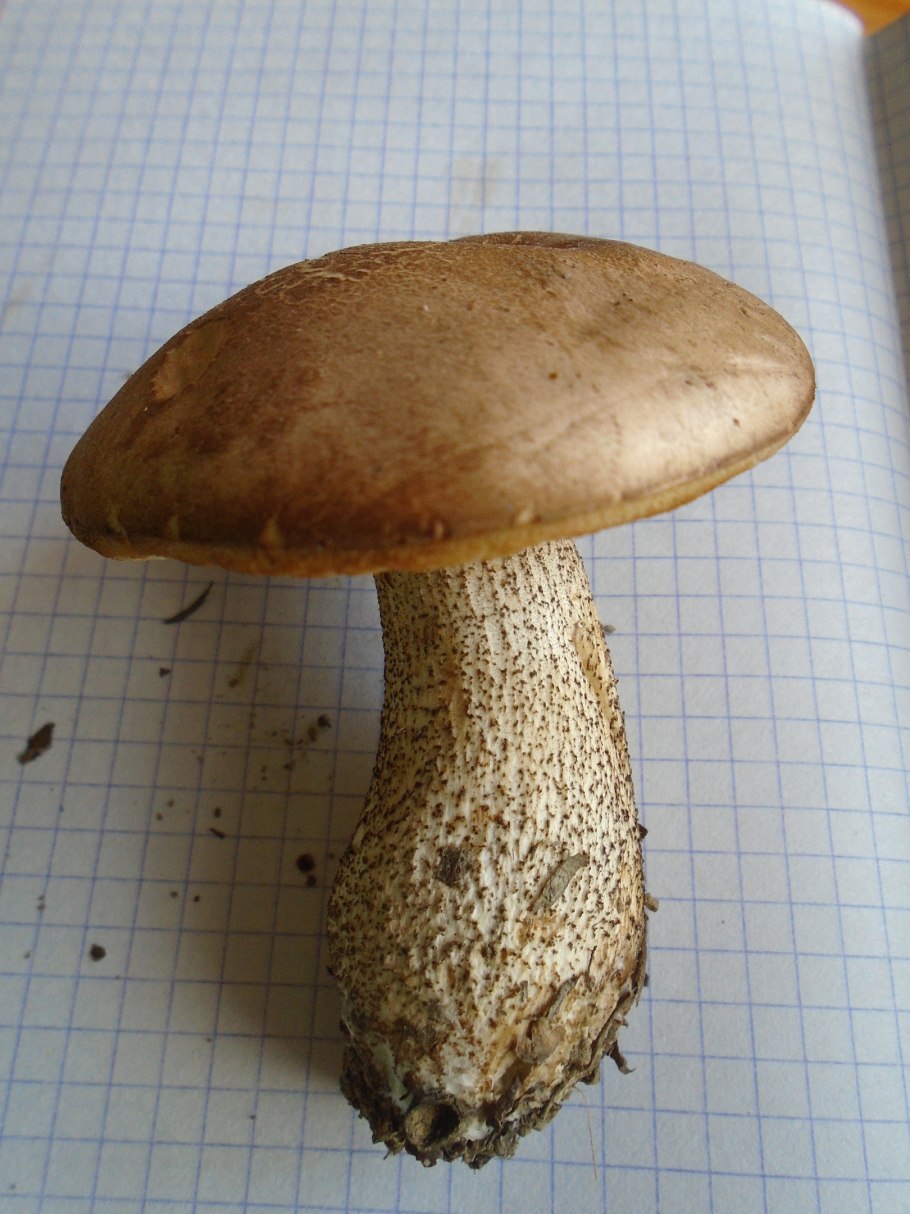 Гриб болотник