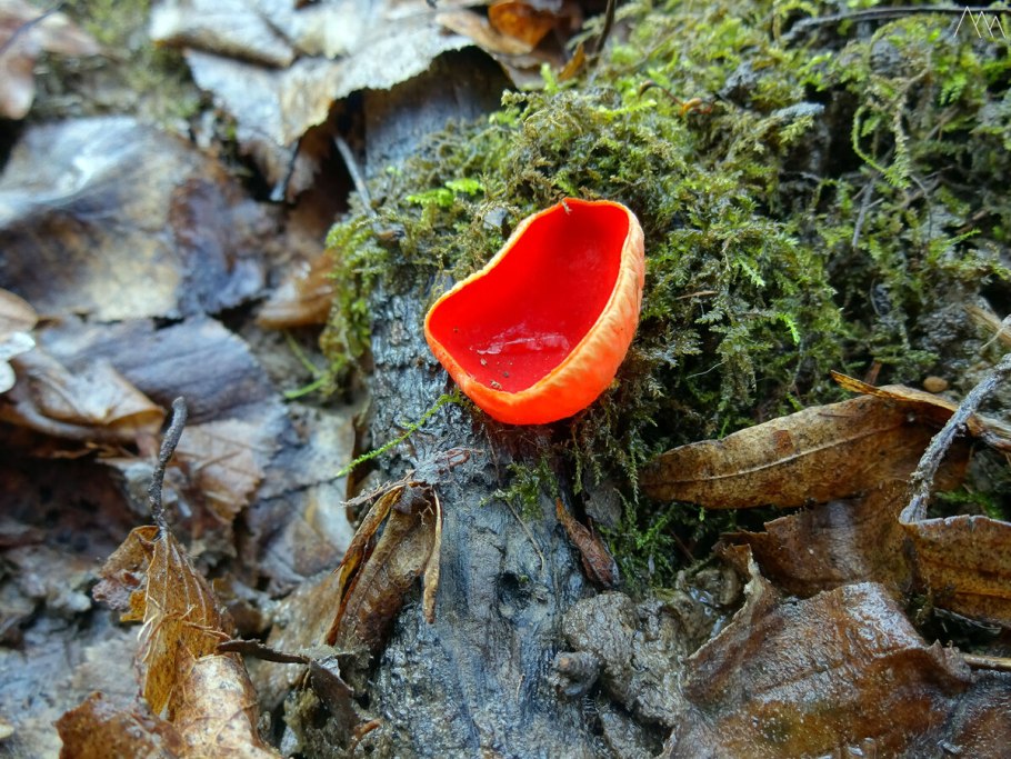 Весенние грибы