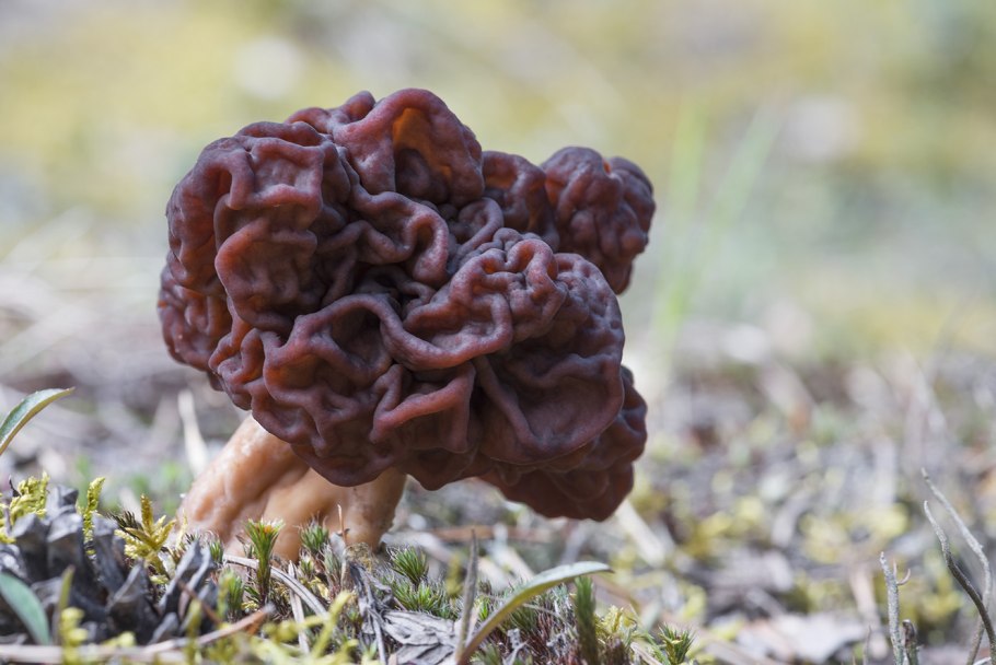 Грибы в этом году