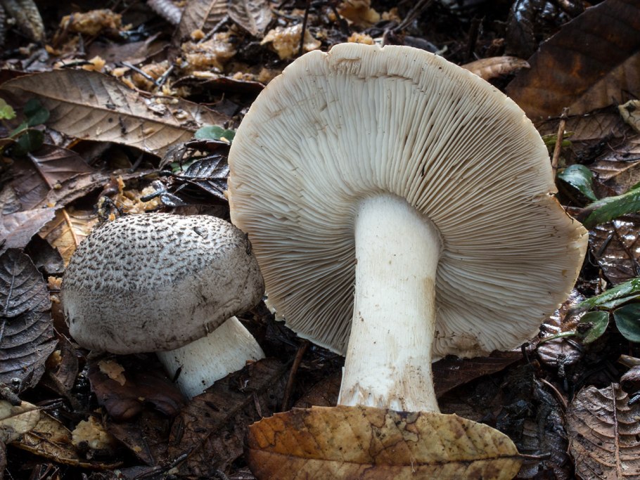 Рядовка тигровая Tricholoma pardinum