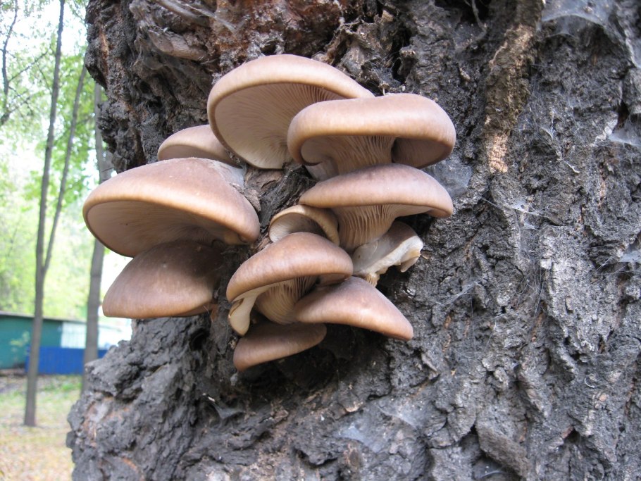 Трутовик вешенки