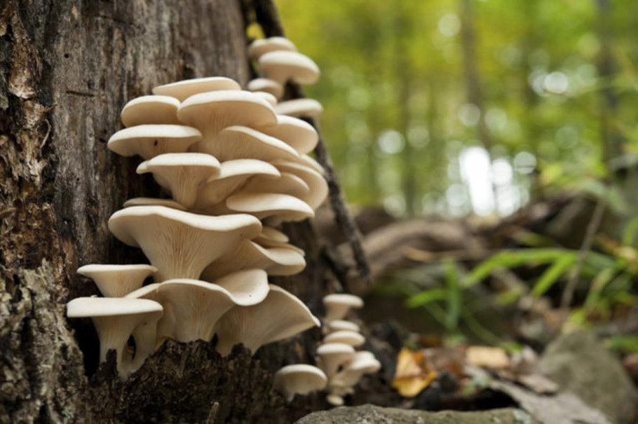 Гриб вешенка на дереве