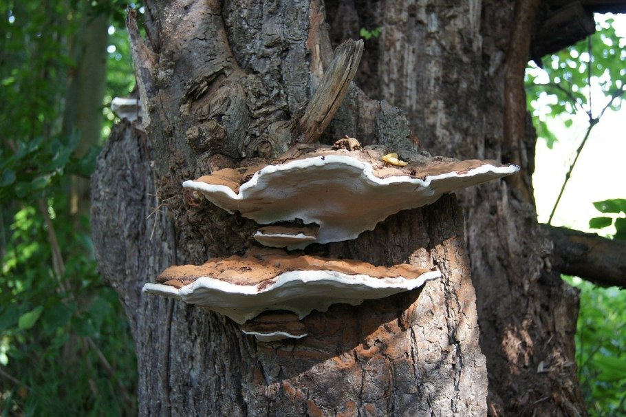 Polyporus грибы