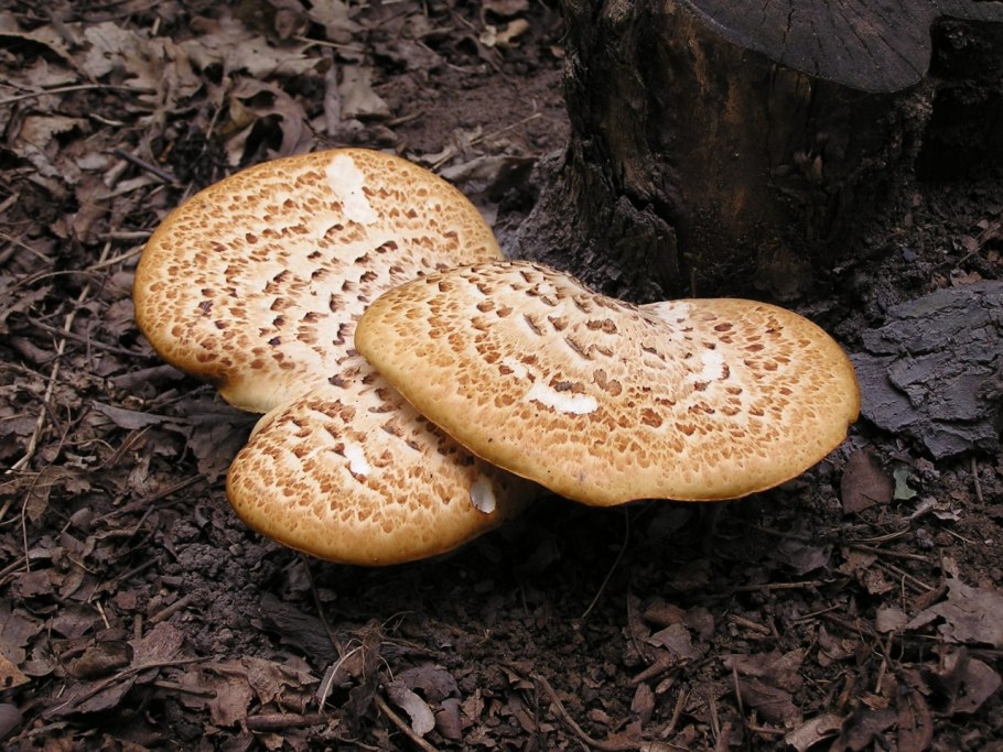 Трутовик чешуйчатый polyporus squamosus