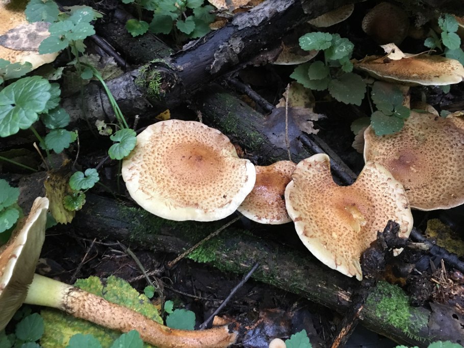 Гриб на дереве трутовик