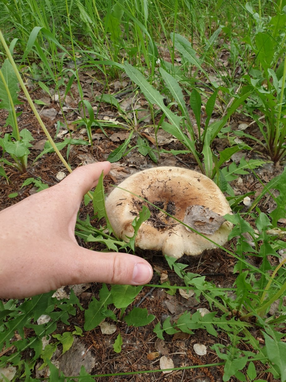 Гриб мокрый груздь