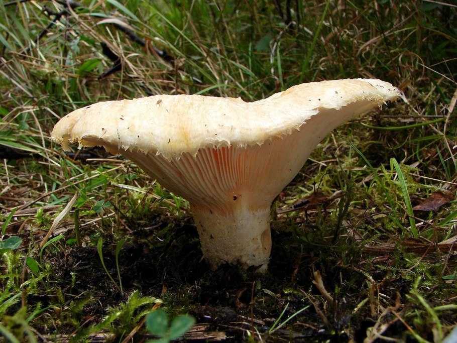 Russula Delica (подгруздок белый)