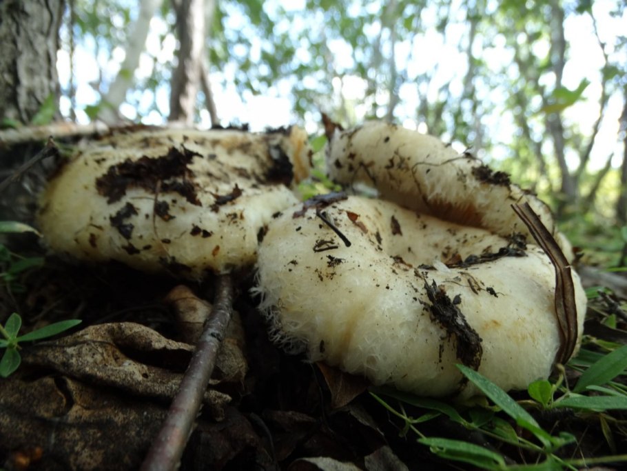 Подгруздок белый сухой груздь Russula Delica
