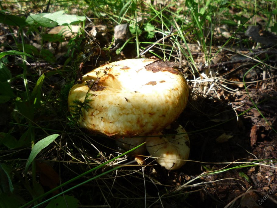 Груздь Дальневосточный