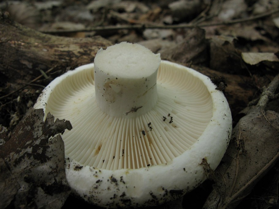 Груздь перечный (Lactarius piperatus)
