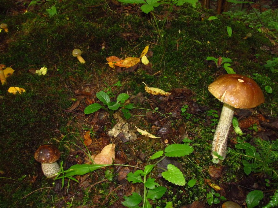 Осиновый груздь (Lactarius controversus)