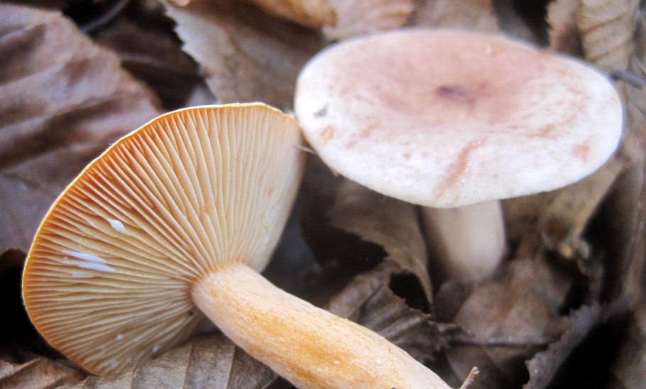 Russula Delica (подгруздок белый)