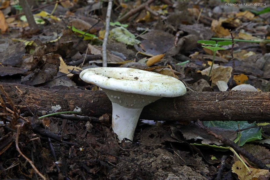 Подмолочник молочай гриб