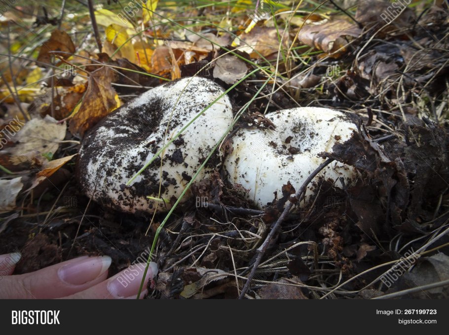 Правский груздь