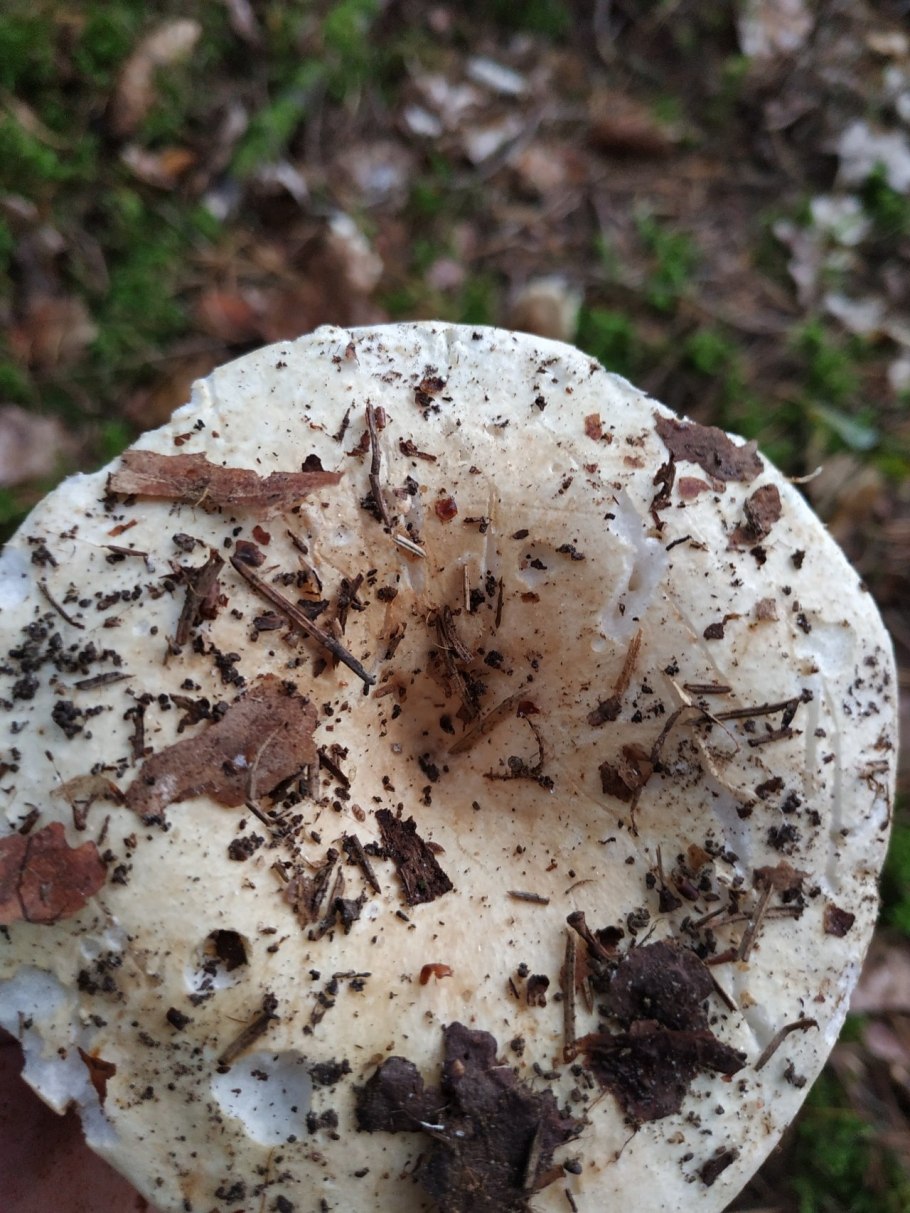 Груздь жёлтый Lactarius scrobiculatus