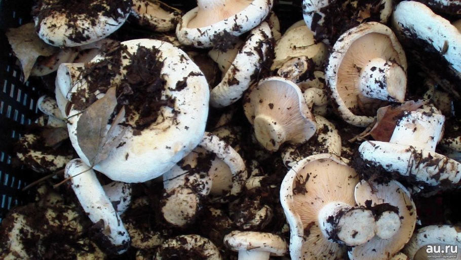 Сыроежка белая подгруздок белый