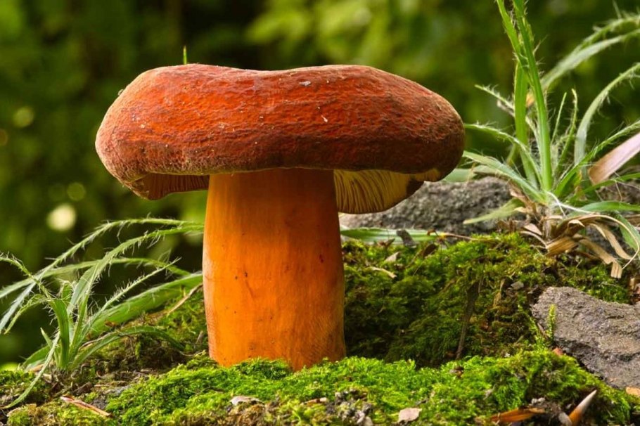 Гриб Пилолистник чешуйчатый