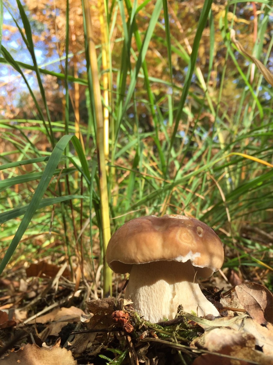Гриб подгруздок