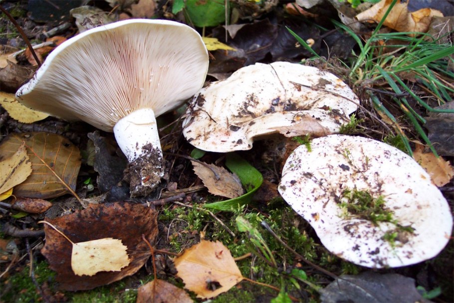 Скрипица подгруздок