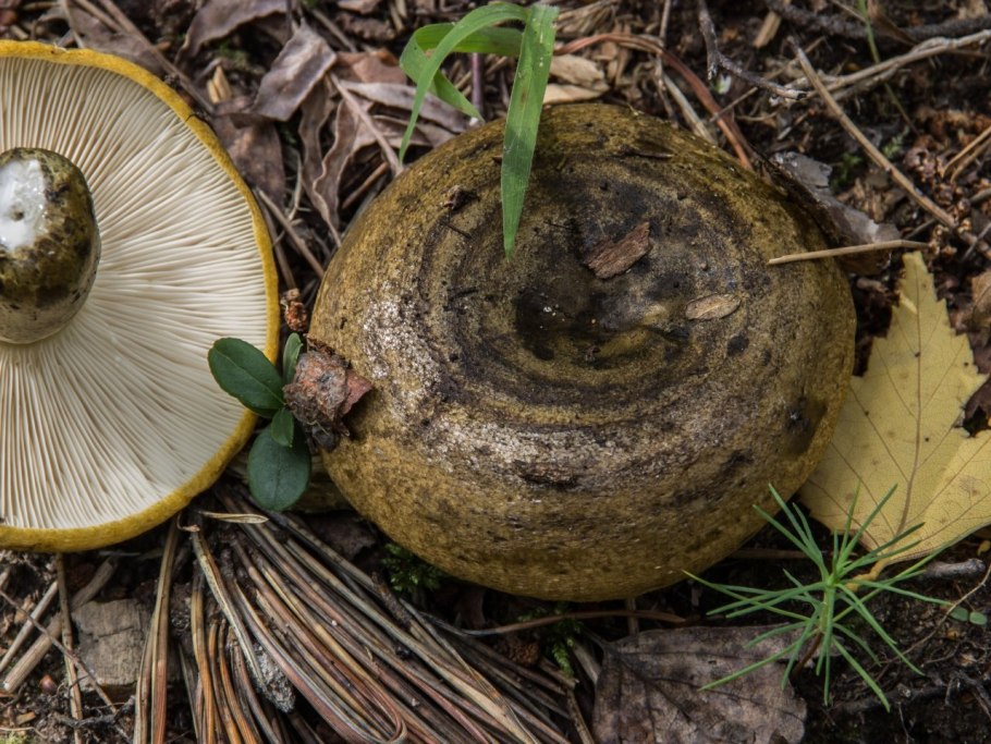 Lactarius lilacinus