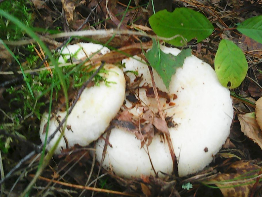 Подгруздок частопластинчатый