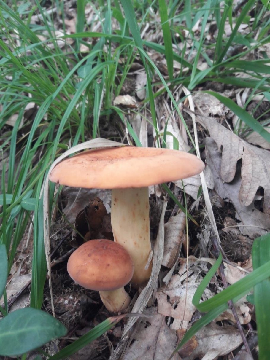 Гриб розовый млечник