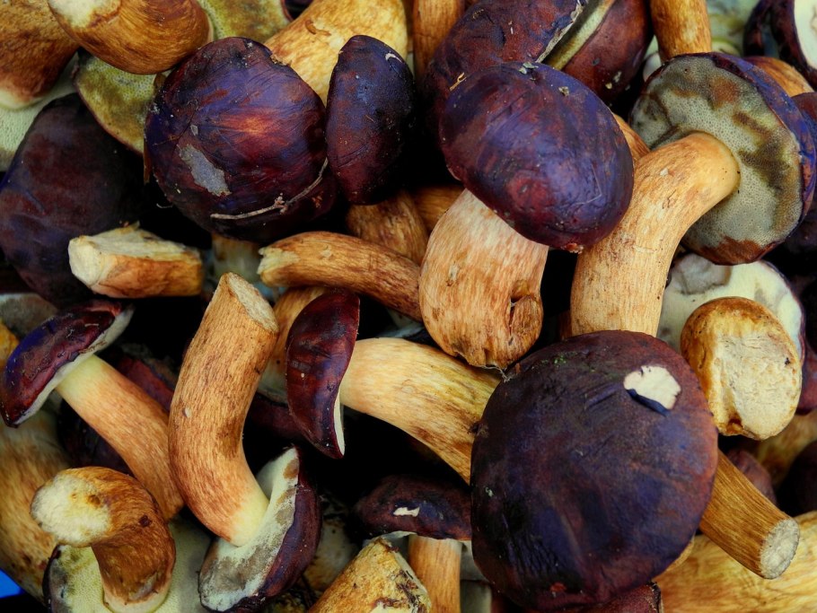 Гриб сыроежка сереющая