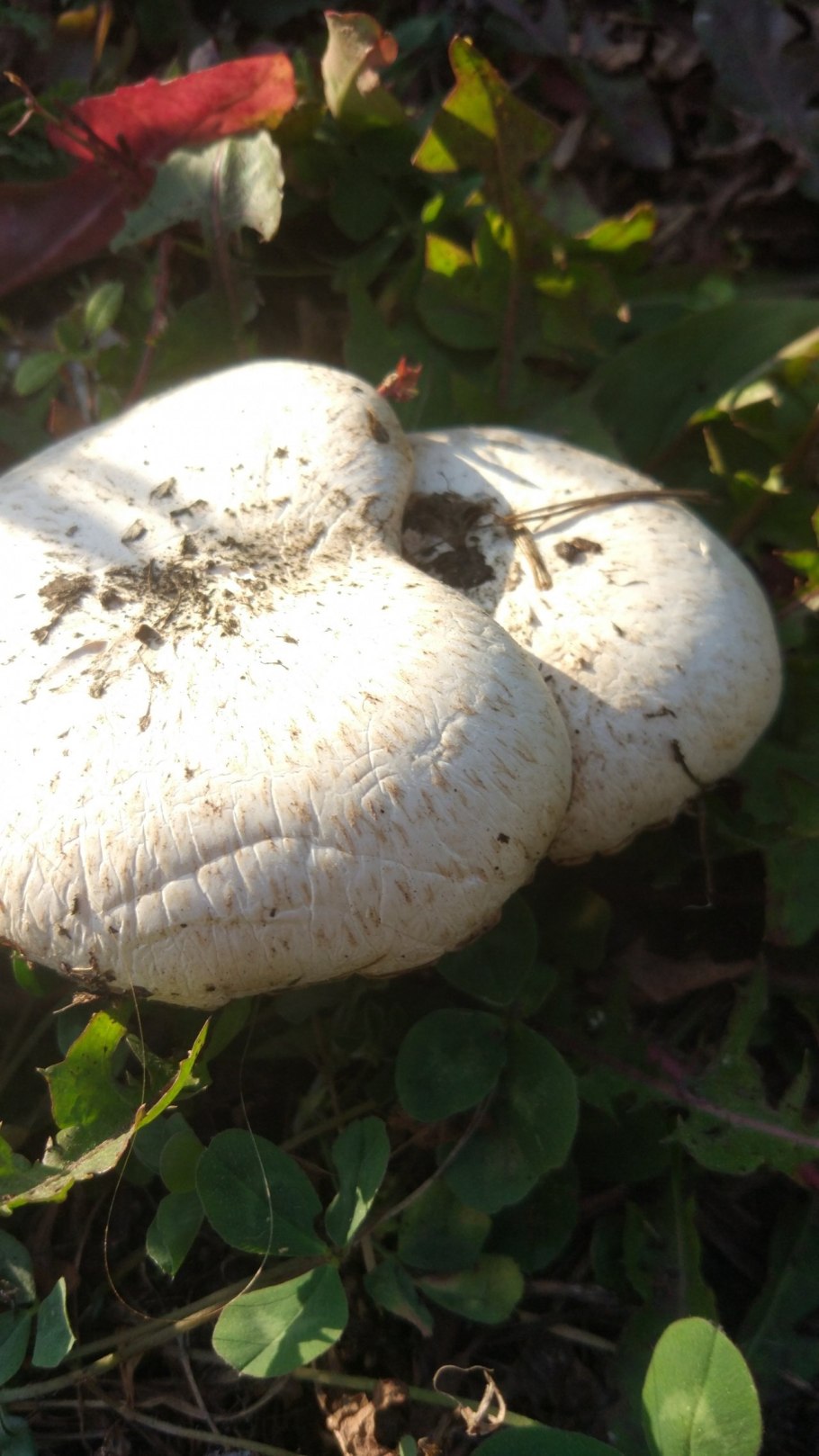 Груздь осиновый груздь Тополевый