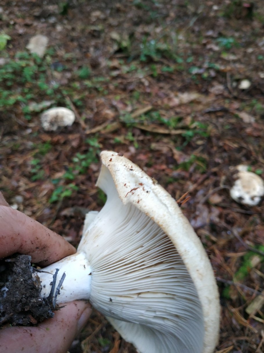 Груздь бахромистый Lactarius citriolens
