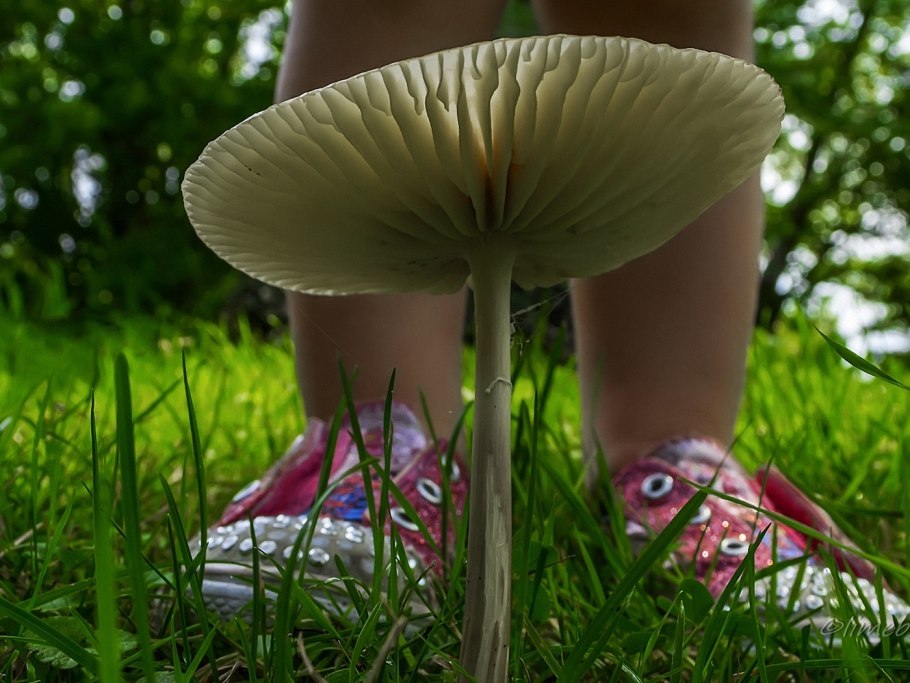 Нога гриб природа