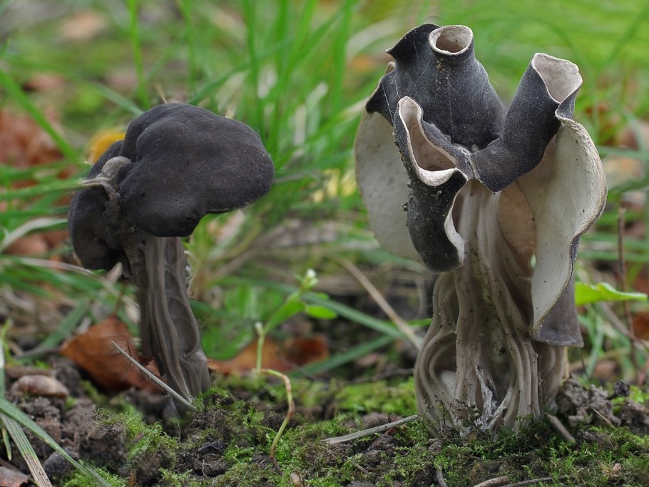 Лопастник (Helvella)